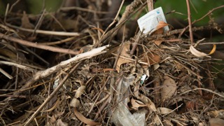 Litter, Merri Creek